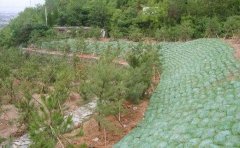 成都植生袋护坡填土效果